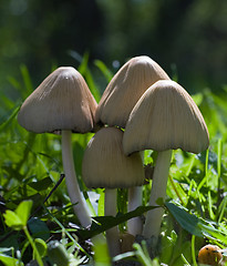 Image showing Close-up Wild Mushrooms