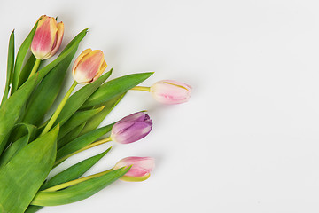 Image showing Tulips on white background