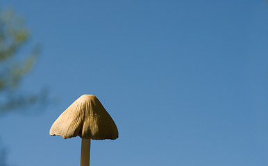 Image showing Wild Mushroom