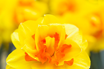 Image showing Yellow narcissus