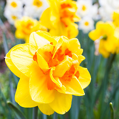 Image showing Yellow narcissus