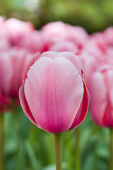 Image showing Pink tulip macro shot