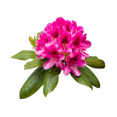 Image showing Pink rhododendron flowers
