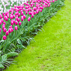 Image showing Tulips