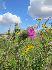 Image showing Arctium lappa