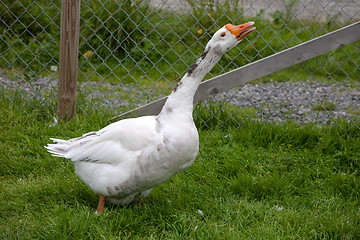 Image showing white goose