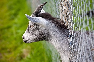 Image showing goat