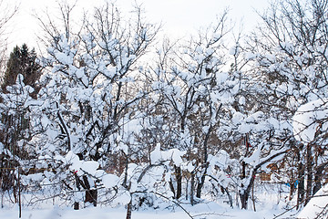 Image showing snow on trees