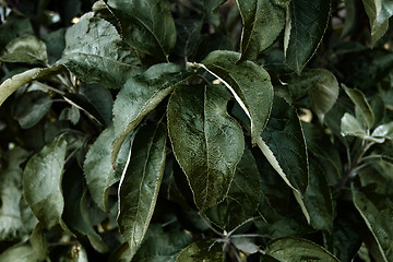 Image showing Green foliage plant background