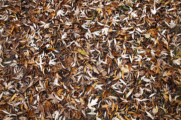 Image showing Autumn leaves fall