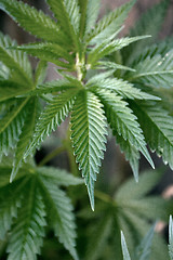 Image showing Marijuana leaves