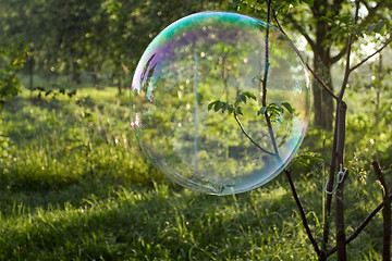 Image showing Soap bubble