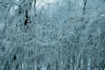 Image showing Snowscape with forest  in snow