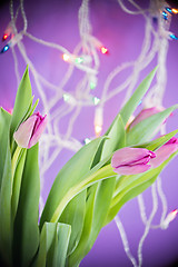 Image showing Pink tulips over ultra violet background