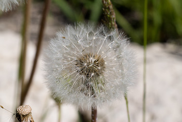 Image showing Dandelion Seeds