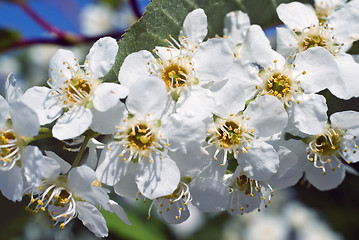 Image showing White Lilacs