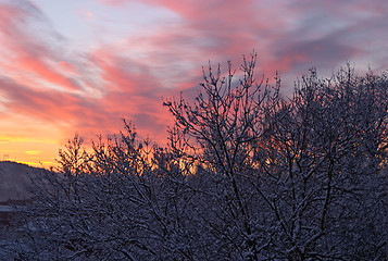 Image showing Winter morning, dawn: colourful, beautiful sunrise with snow, black trees and red clouds, Göteborg, Sweden