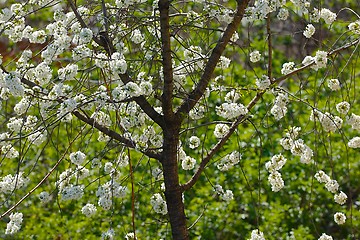 Image showing Spring Tree Flowering