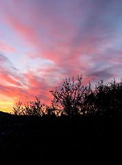 Image showing Winter morning, dawn: colourful, beautiful sunrise with snow, black trees and red clouds, Göteborg, Sweden