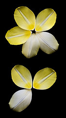 Image showing Several yellow petals of tulip arranged in circle