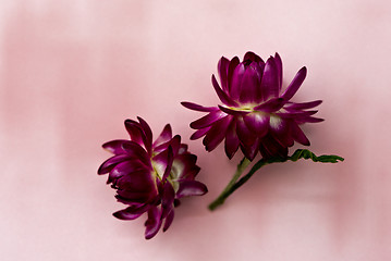 Image showing Two dark pink flower heads of everlasting flowers (strawflowers)