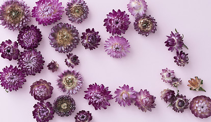 Image showing Pink and violet flower heads of everlasting flowers (strawflower