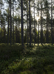 Image showing Late summer forest