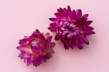 Image showing Two dark pink flower heads of everlasting flowers (strawflowers)