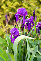 Image showing Iris