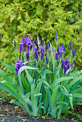 Image showing Iris