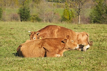 Image showing Cows resting in grass