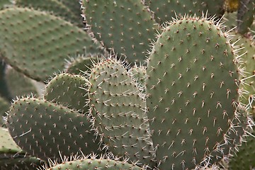 Image showing Cactus plant detail