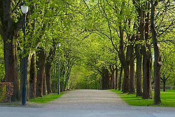 Image showing PArk with line of trees