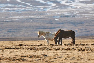 Image showing Horse grazing in Iceland