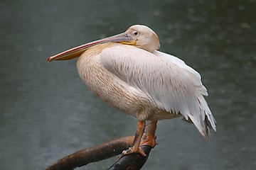 Image showing Pelican near a lake