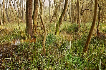 Image showing Swamps with trees