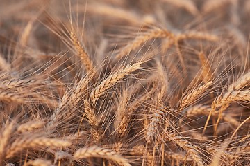 Image showing Wheat field detail