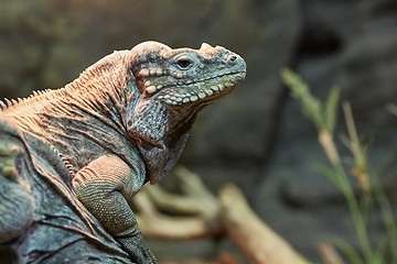 Image showing Iguana resting position