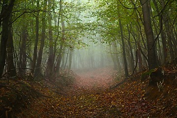 Image showing Forest path in mist