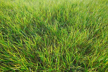 Image showing Green Grass Field