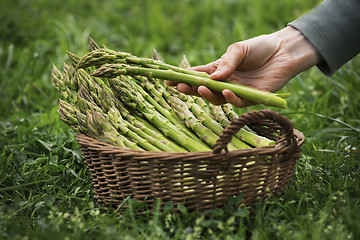 Image showing Asparagus