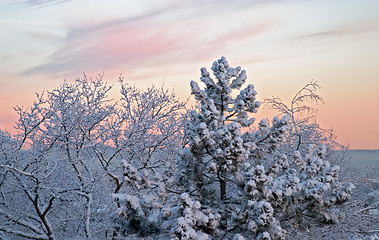 Image showing Cold winter morning, dawn: white frozen trees full of snow and pink clouds, Göteborg, Sweden