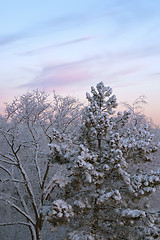 Image showing Cold winter morning, dawn: white frozen trees full of snow and pink clouds, Göteborg, Sweden