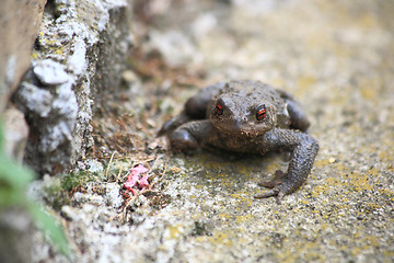 Image showing Toad on the rock