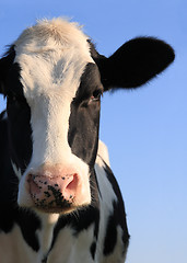 Image showing Portrait of Holstein cow