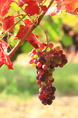 Image showing Grape vines at harvest time