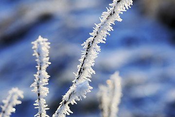 Image showing Hoar Frost on a Plant