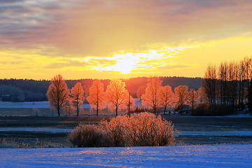 Image showing Glowing Trees at Winter Sunset