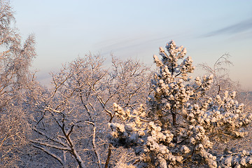 Image showing Cold winter morning, sunrise: white frozen trees full of snow and blue sky, Göteborg, Sweden