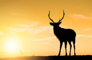 Image showing Deer Buck standing on highland under sunset